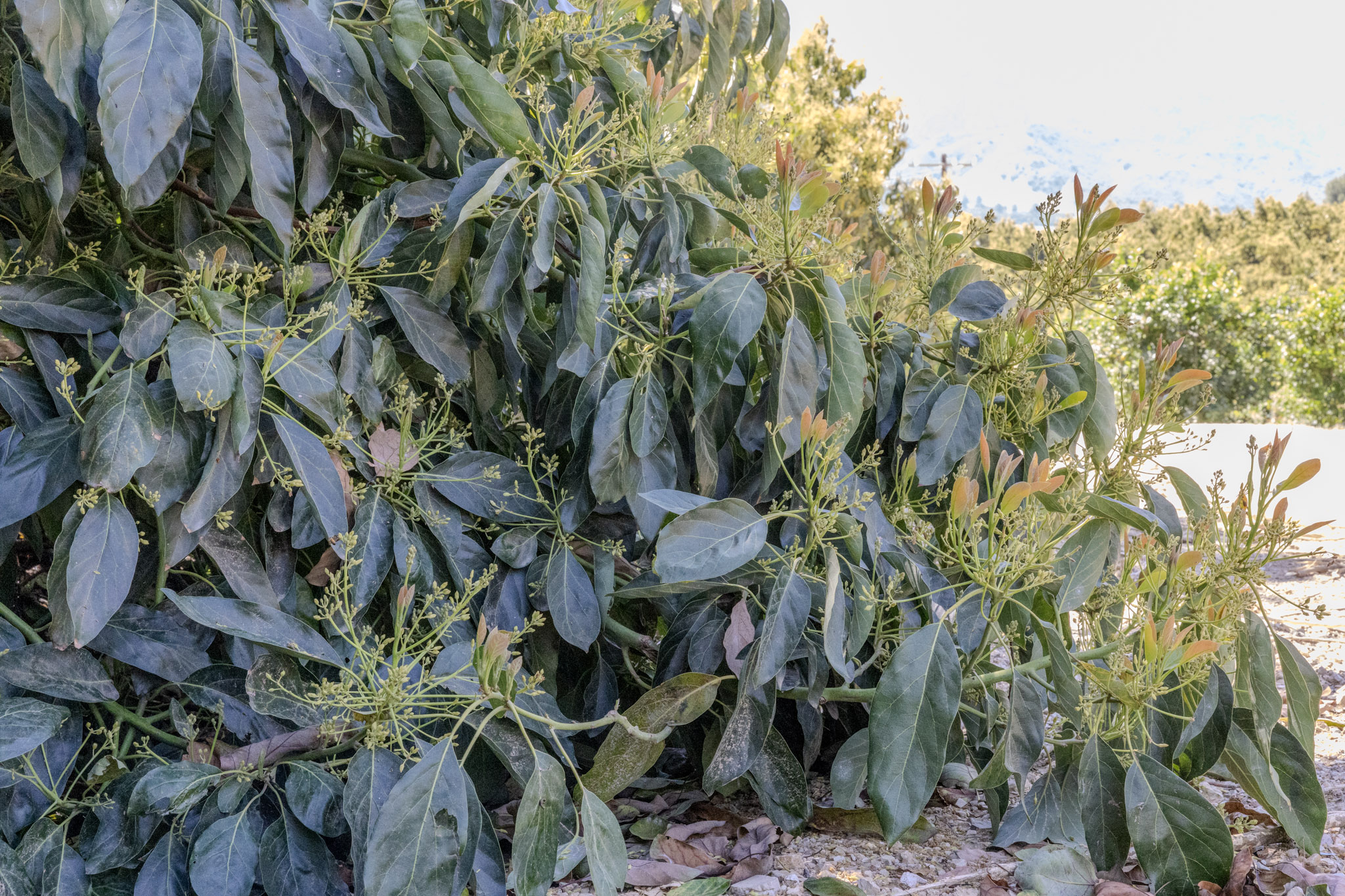 Rebuilding Degraded Soils in Ventura County: A Grower's Guide to Salinity, Compaction, and pH