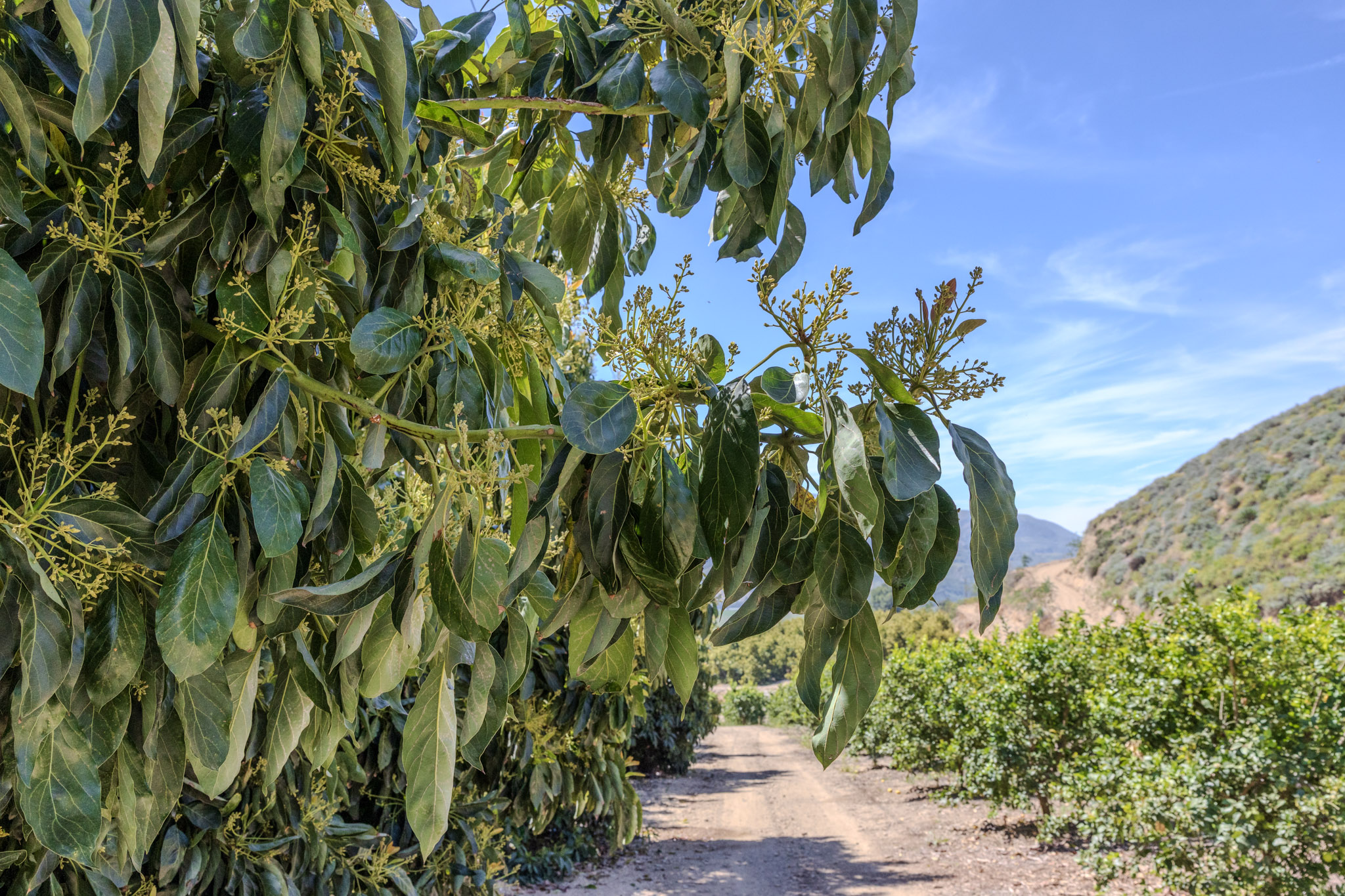 Why Kelp Works: Biostimulants and Avocado Fruit Set