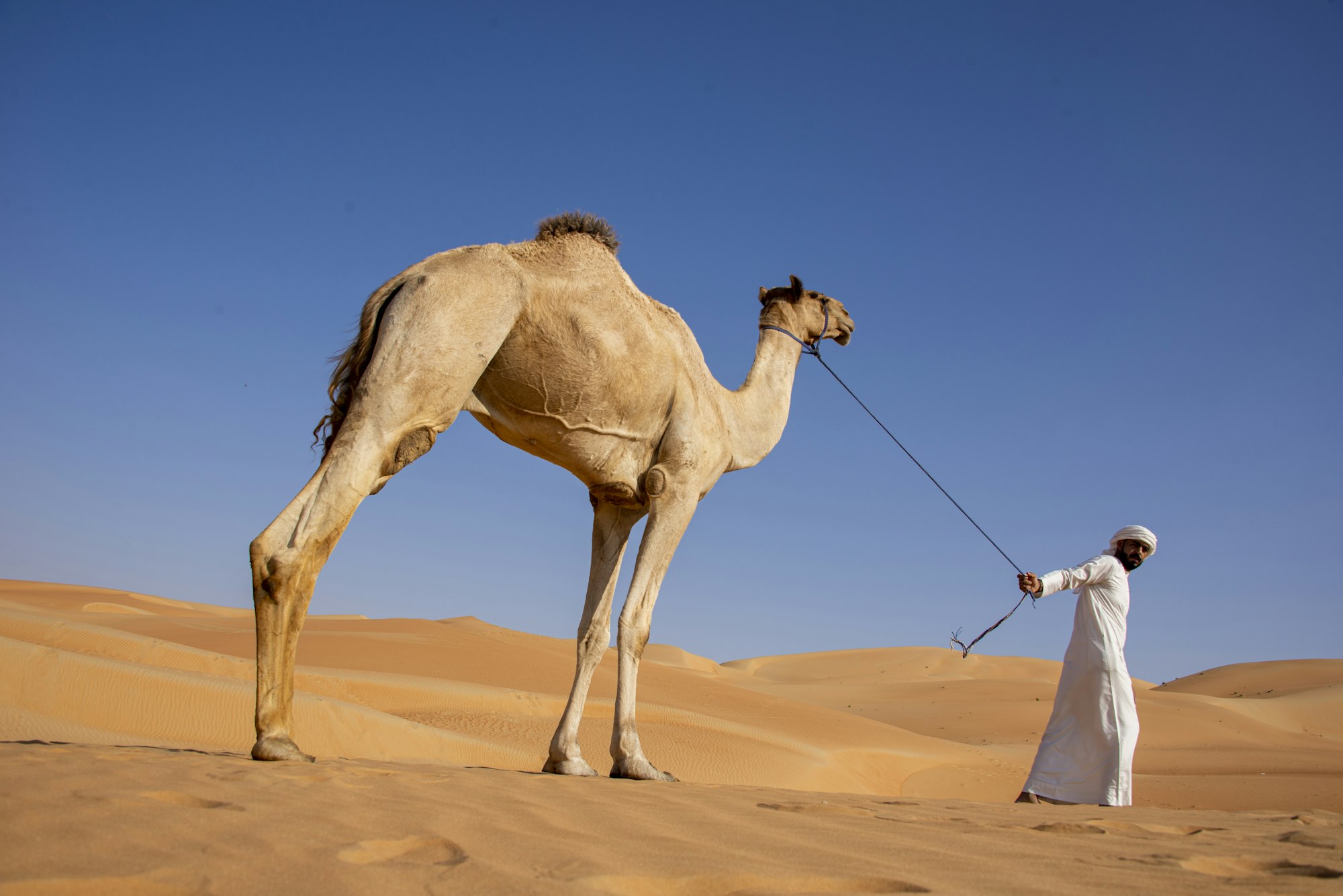 Man with a camel in the desert, United Arab Emirates