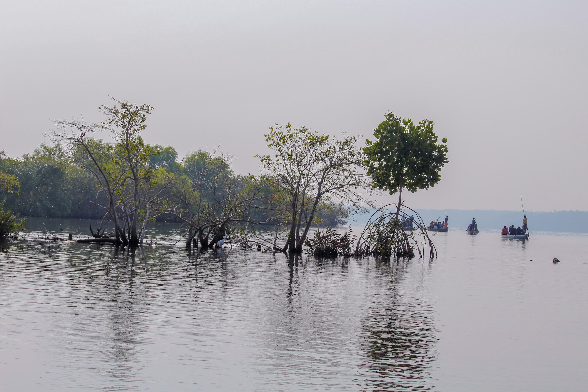 People kayaking through mangroves