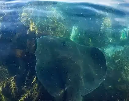 Image of a big ray swimming in clear water
