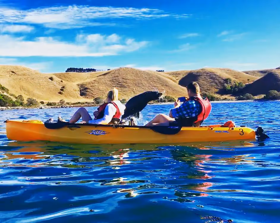 A New Zealand fur seal playing in the water in front of a kayak with 2 people on board and the Kaikoura mountains in the distance