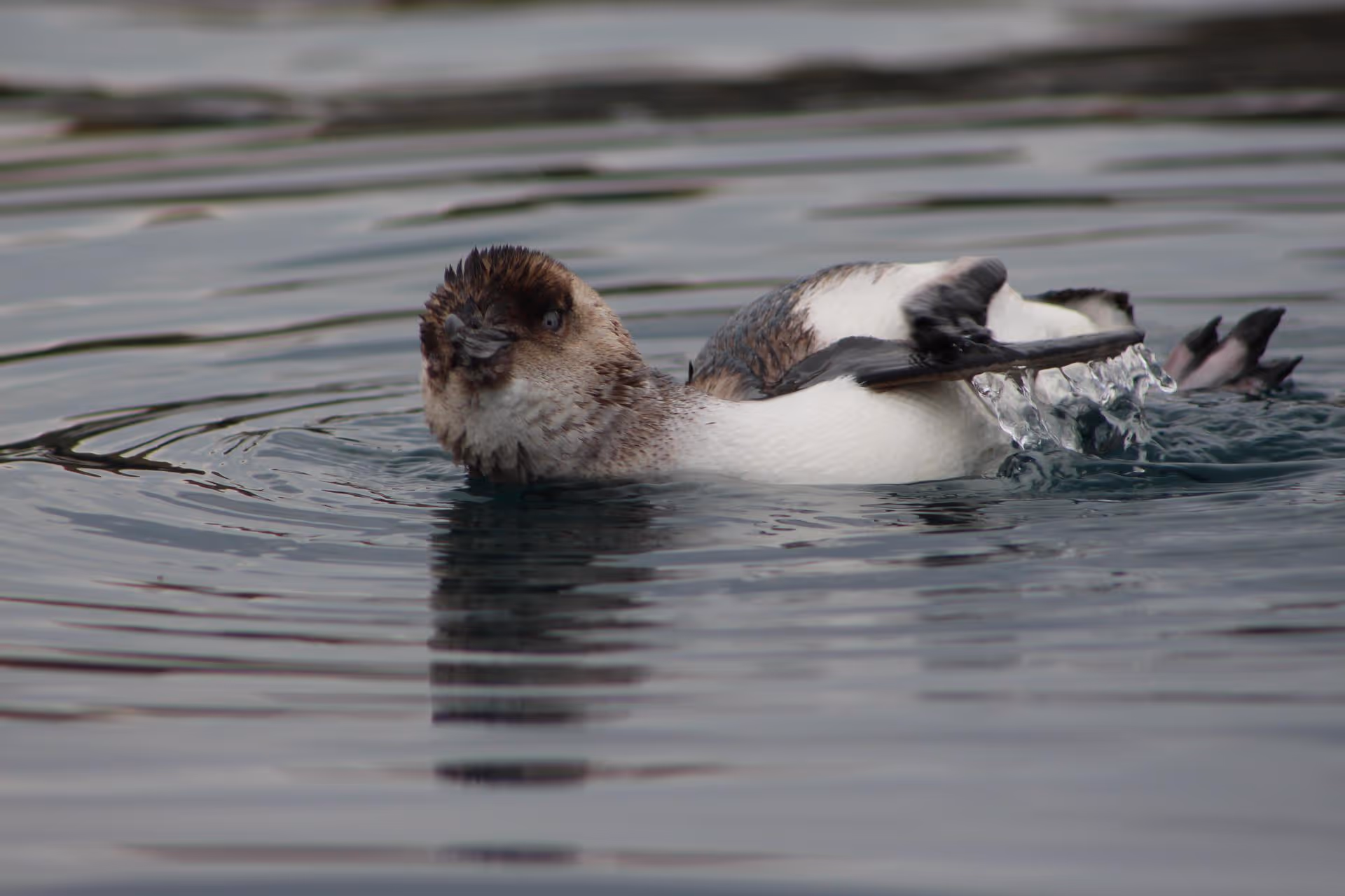 Little Blue Penguin floating on its back in the water
