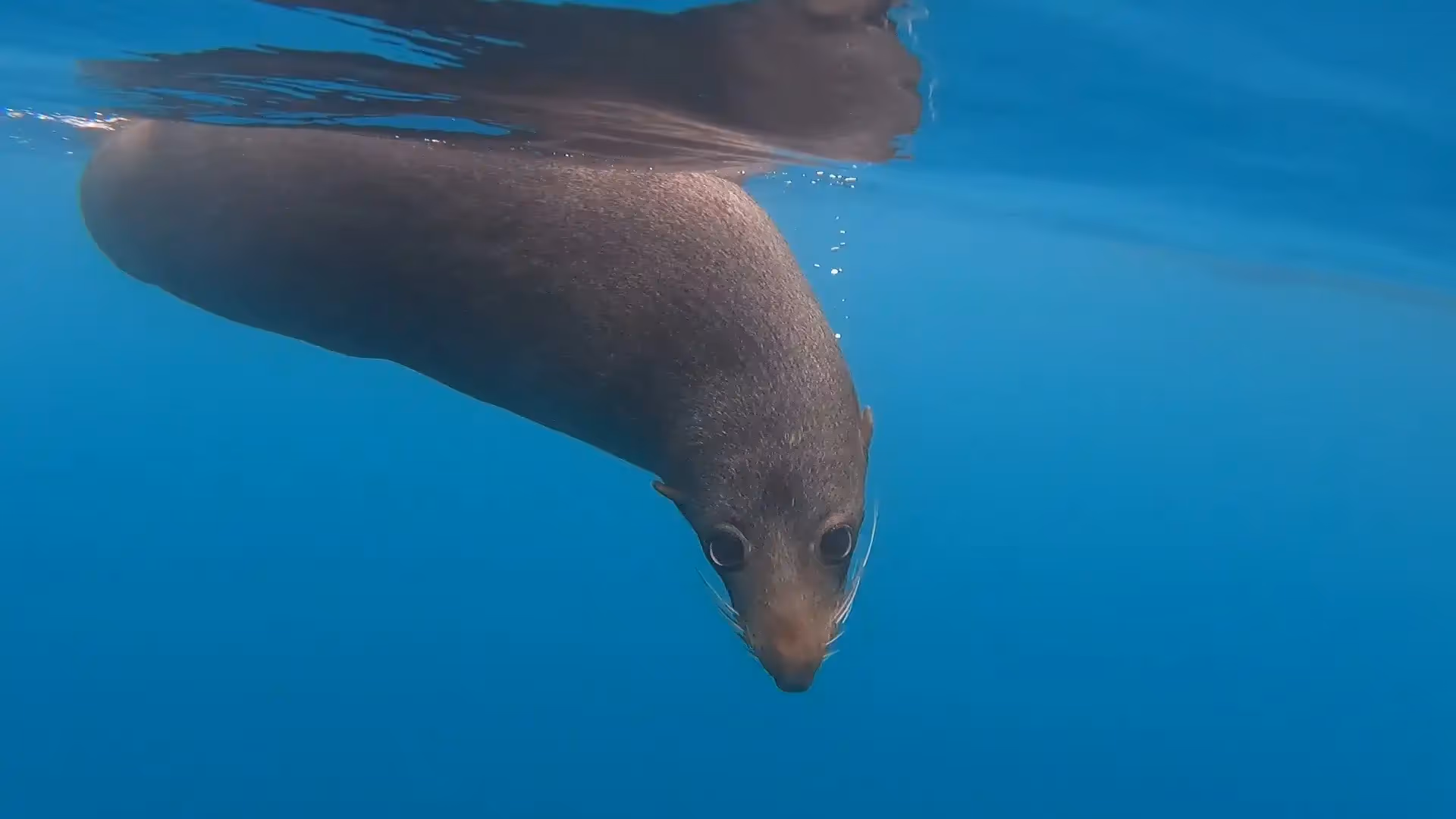 Photo of fur seal below the water line