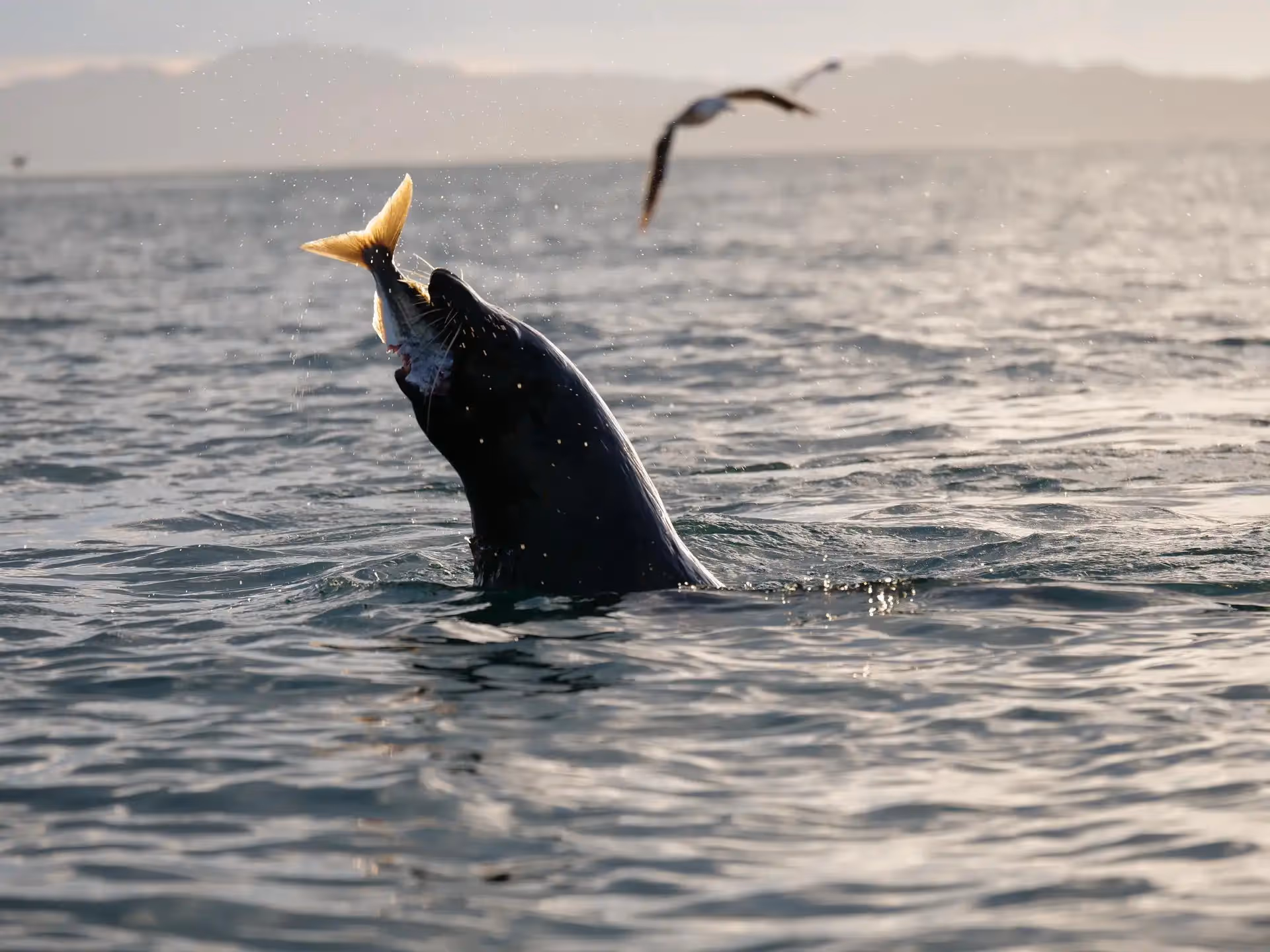 A fur seal with with a fish in its mouth