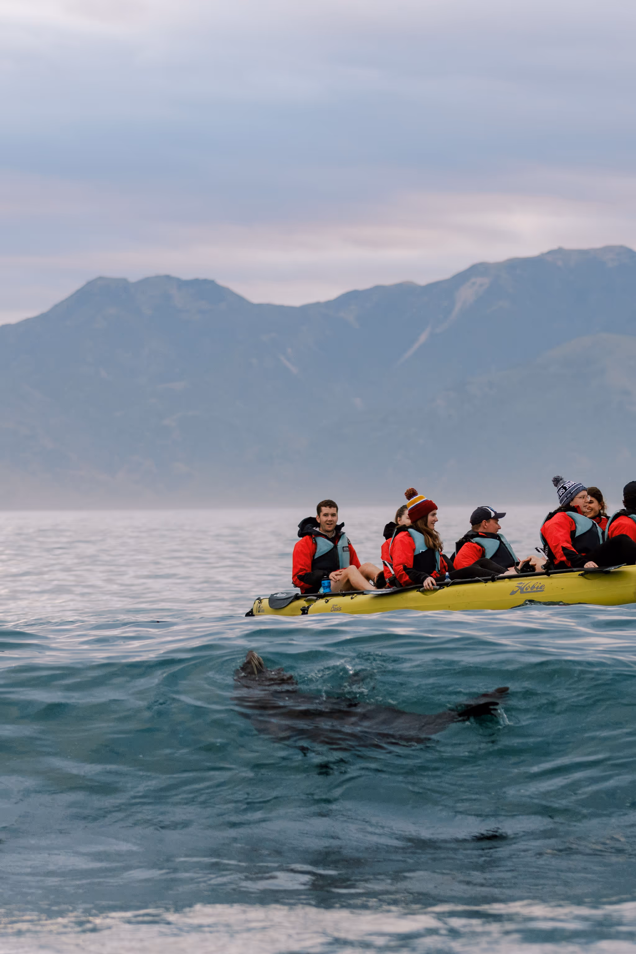 Seal kayak pedal tour- Kaikōura