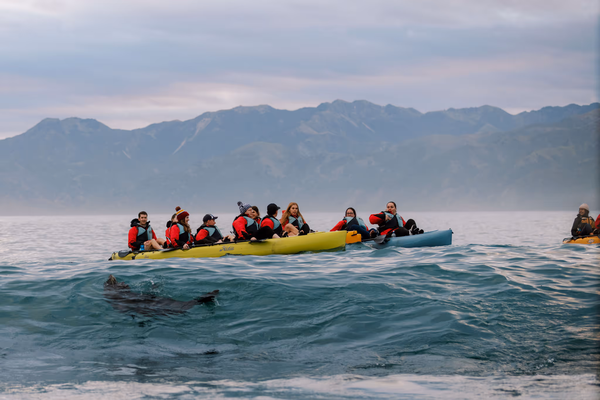 Seal kayak Kaikōura