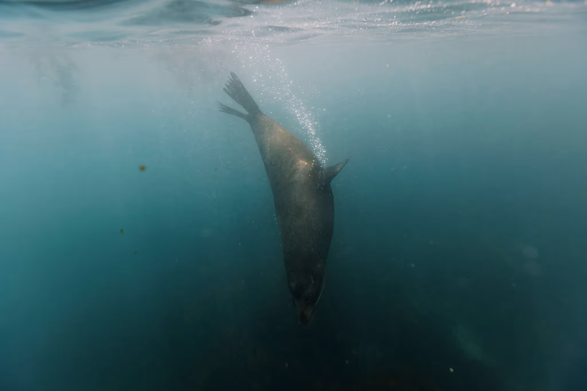 Fur seal 