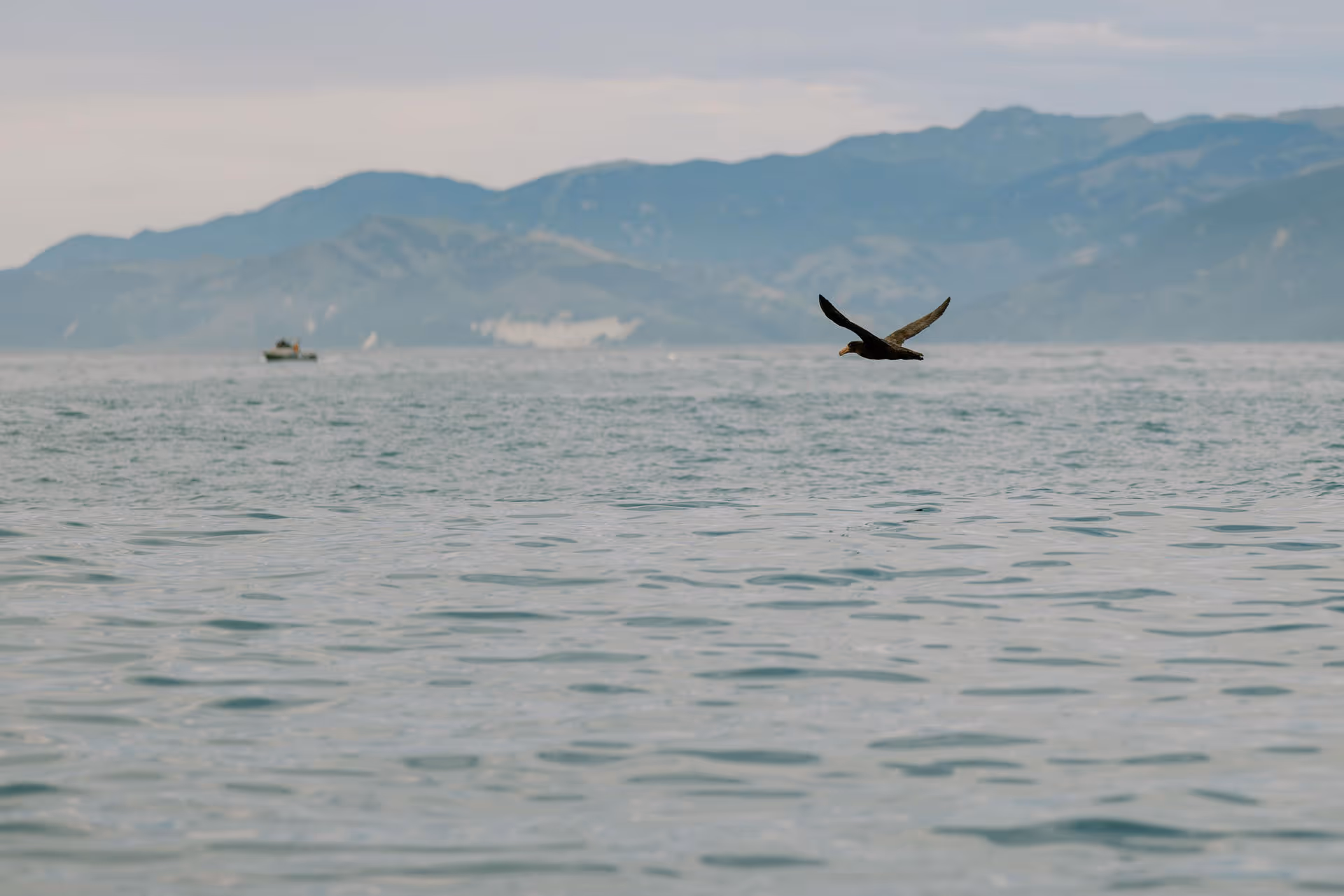 Giant Petrel patrolling the coast.