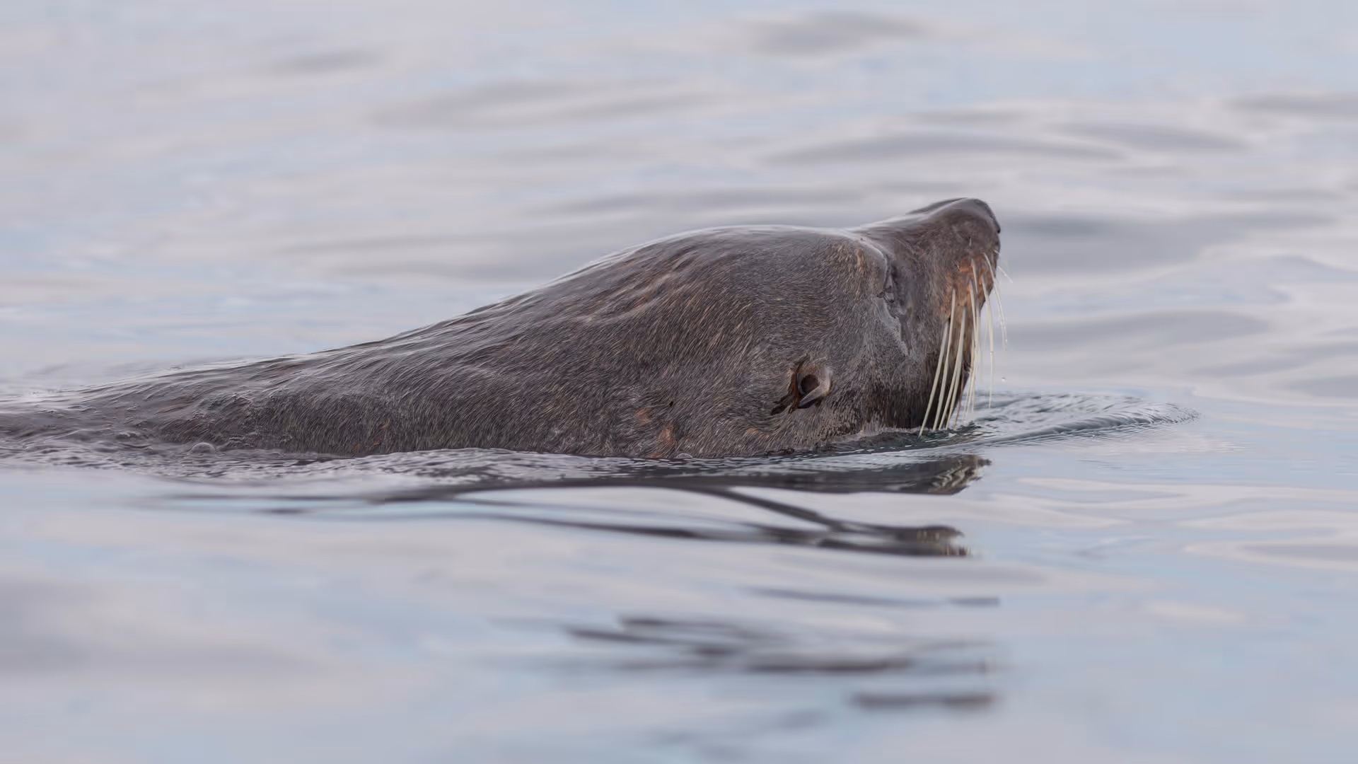 Fur seal swimming