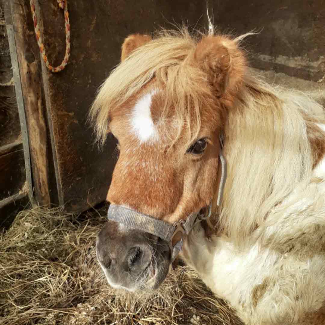 Our horse named Luna