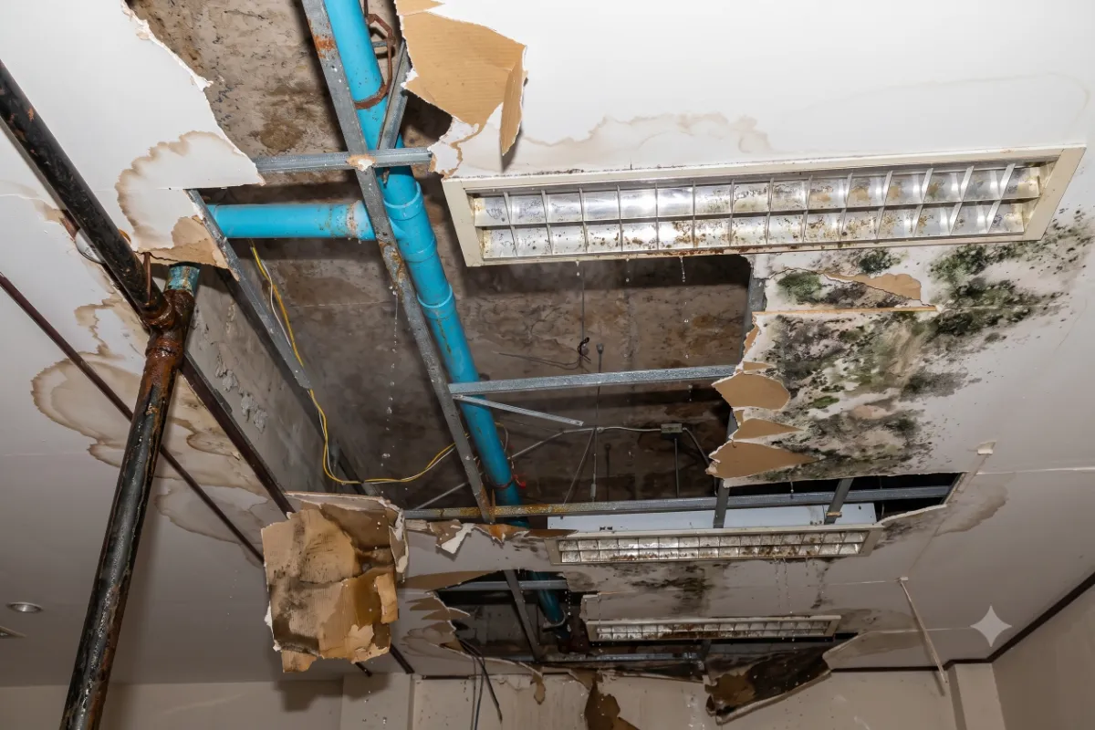 Water-damaged ceiling with mold, exposed pipes, and broken light fixtures in a commercial space.