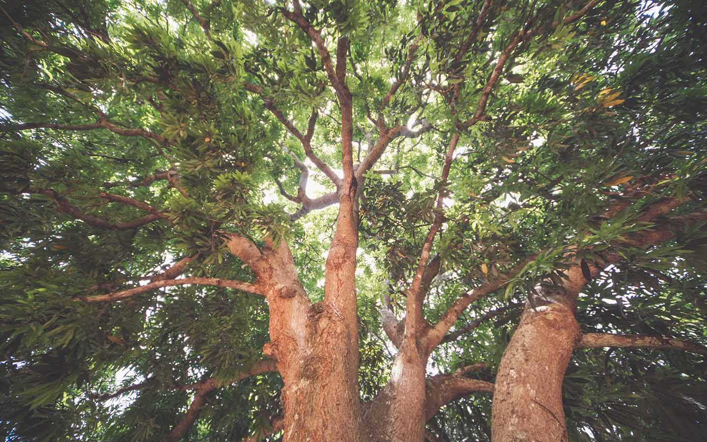 large tree - looking upward