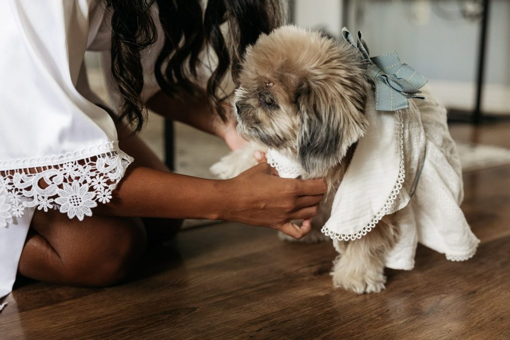 bride putting wedding outfit on dog