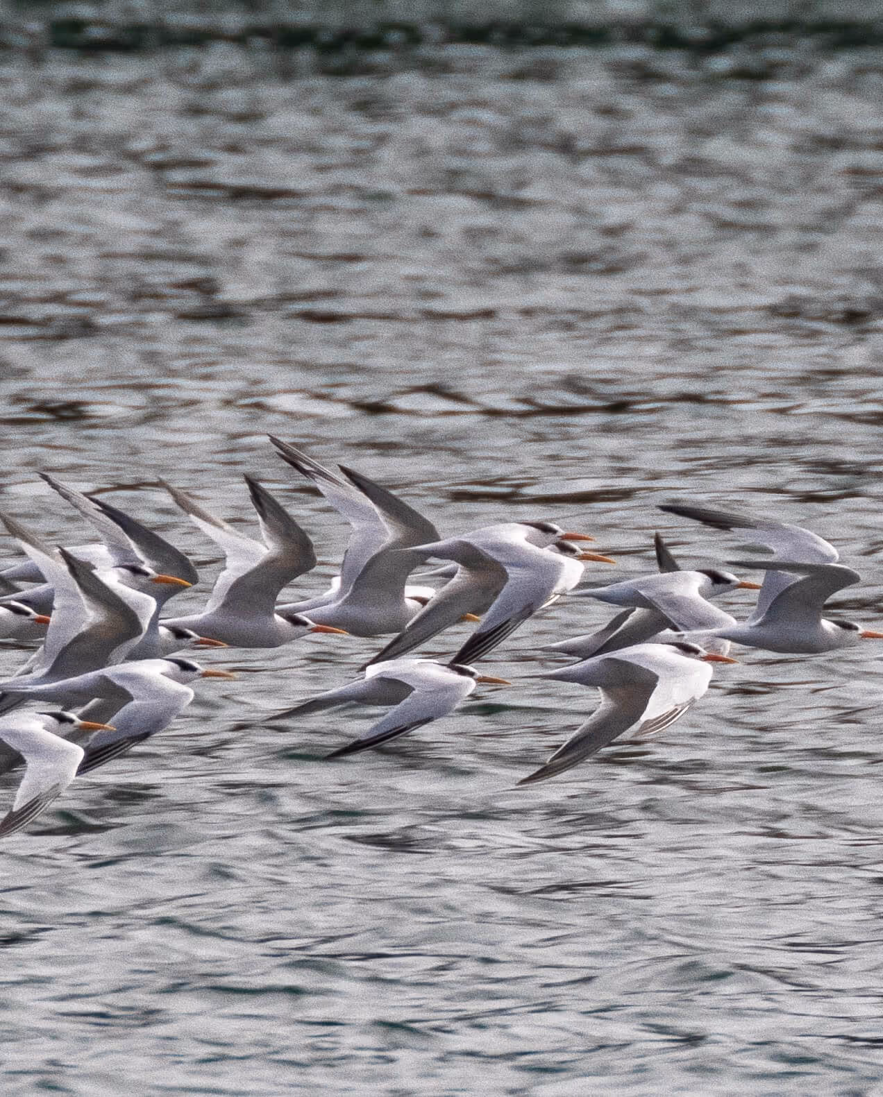 Birds in flight at Elkhorn Slough