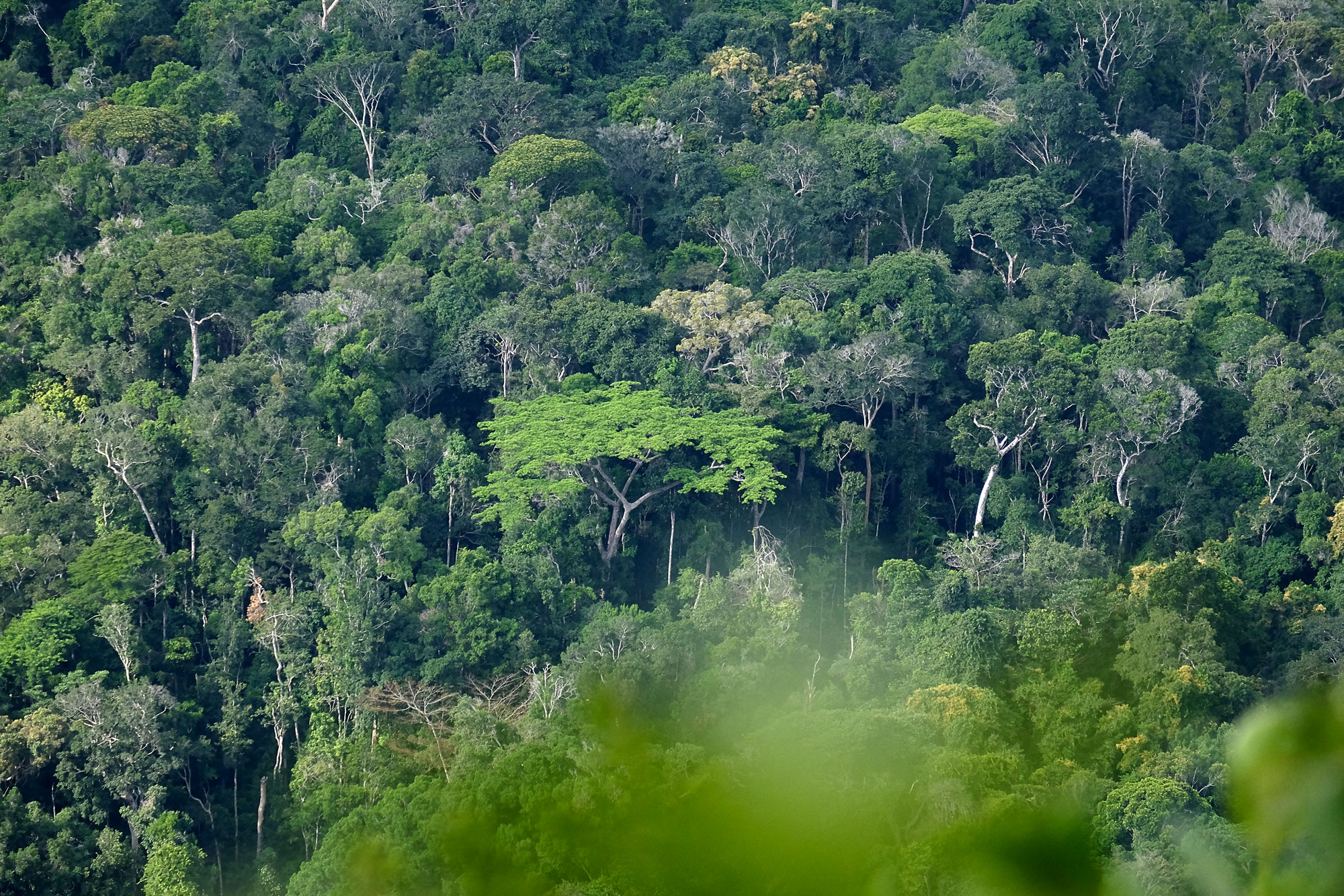 tropical forest