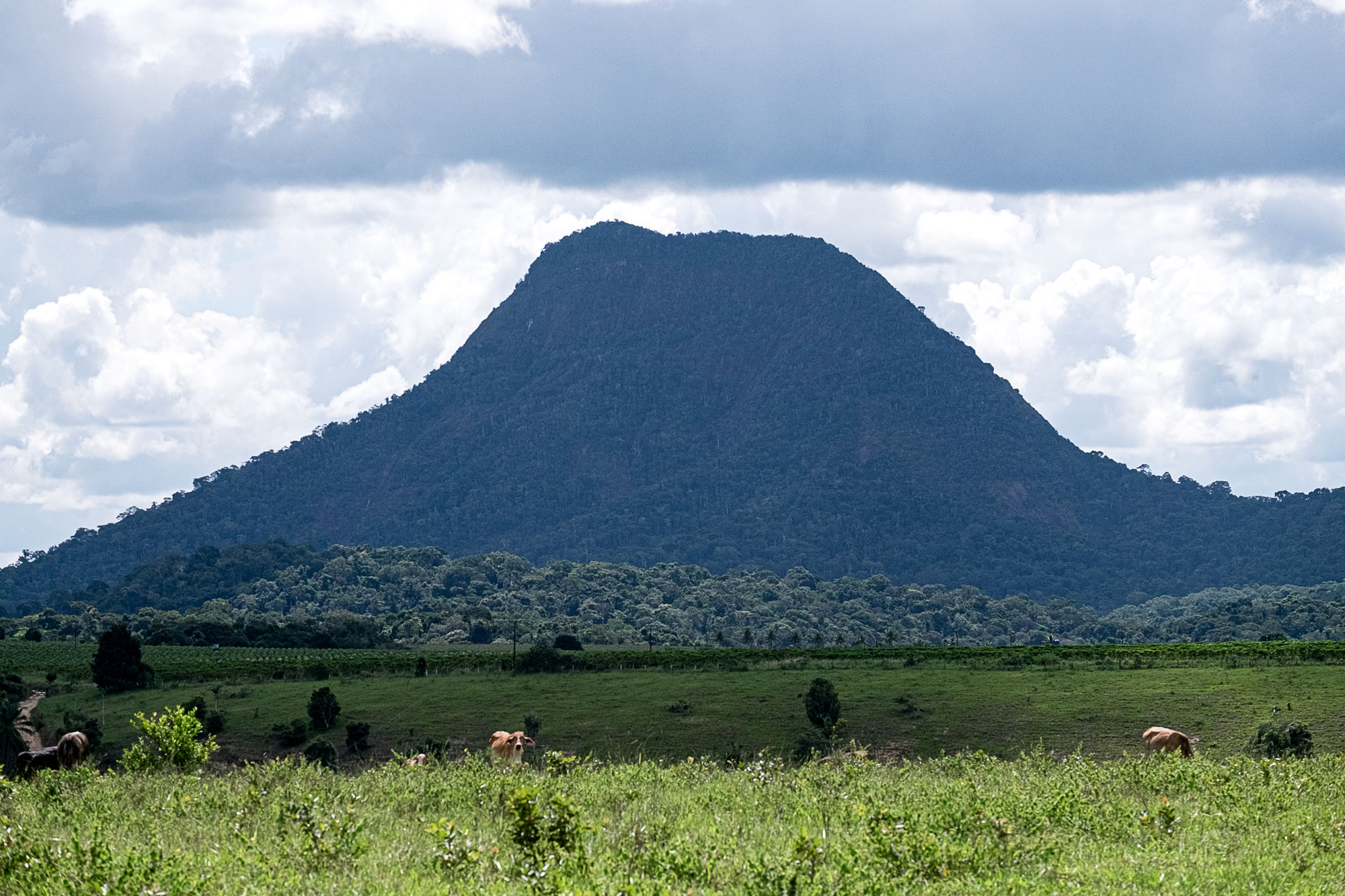 mountain with tropical forest