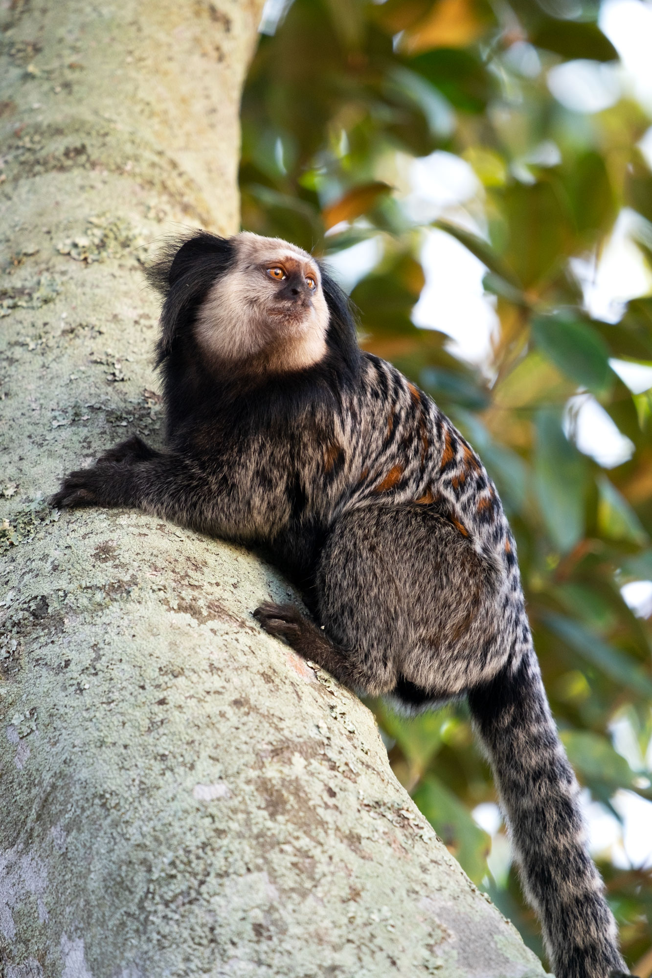 monkey