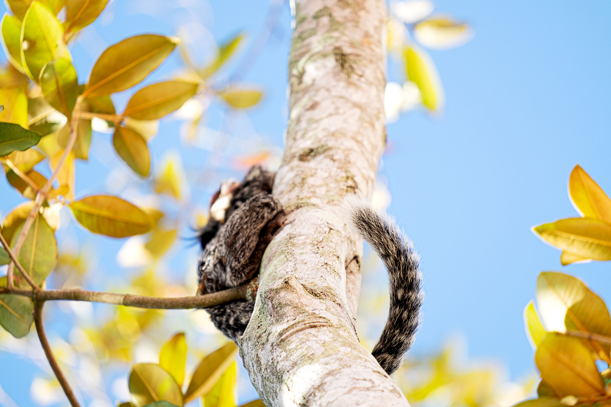monkey