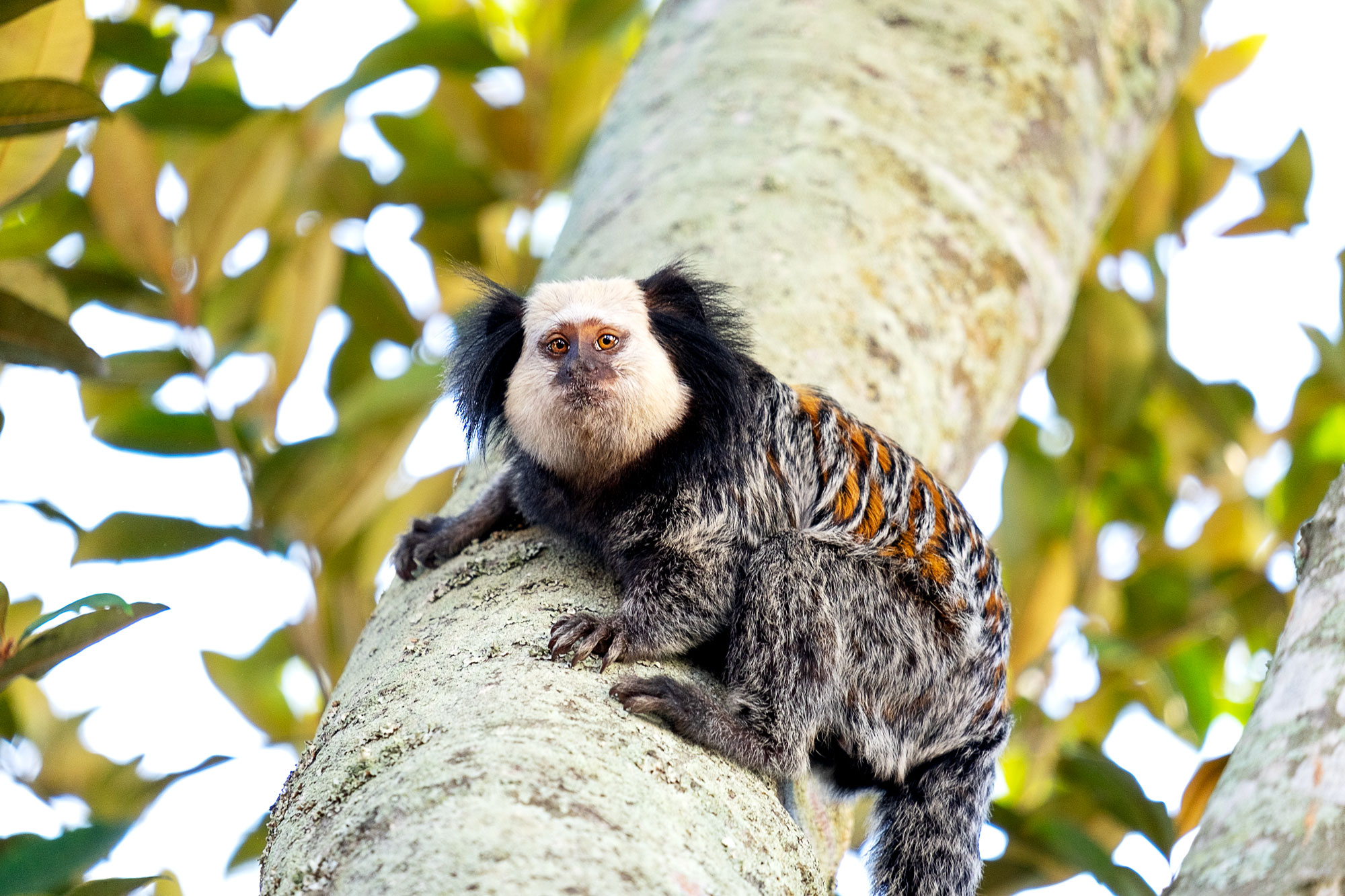 monkey