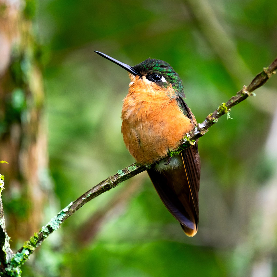 hummingbird