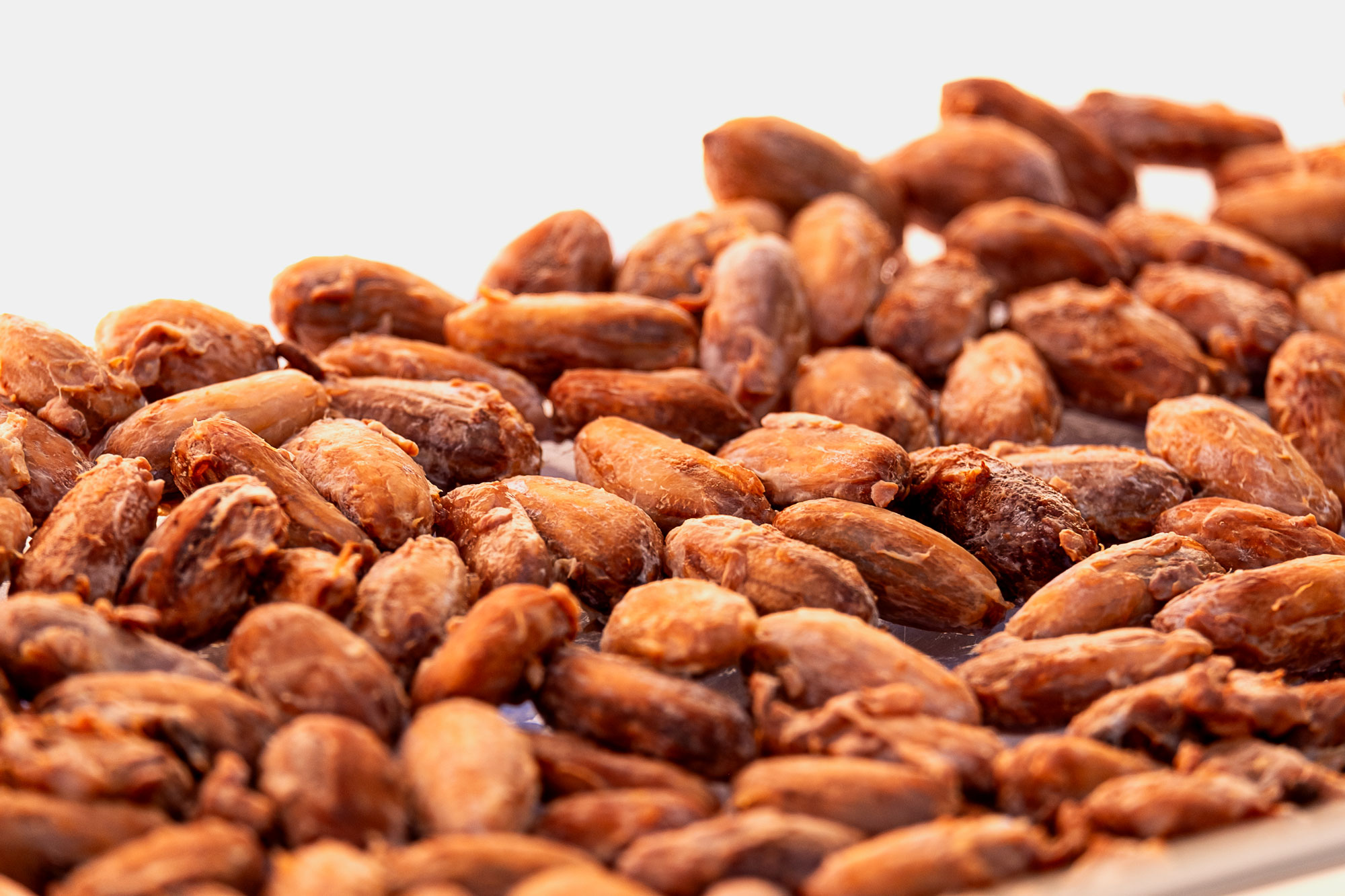 fermented cacao beans