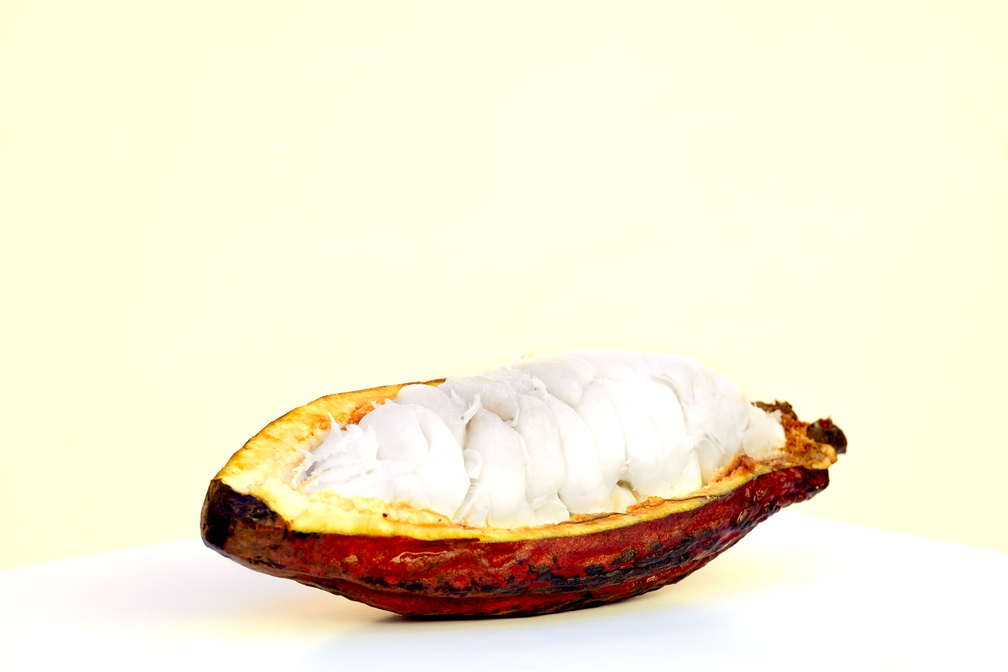 open cacao pod with beans inside