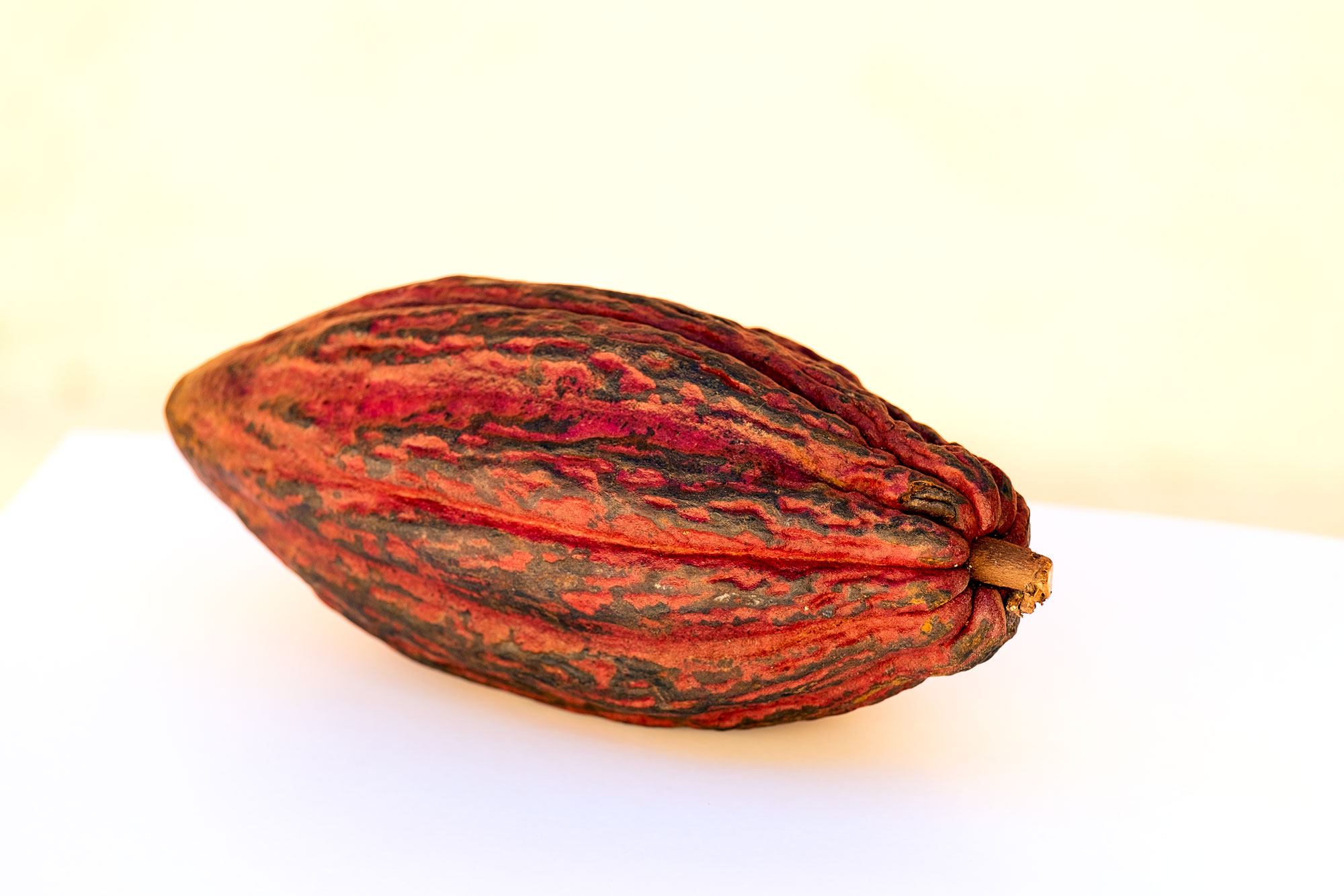 red cacao pod