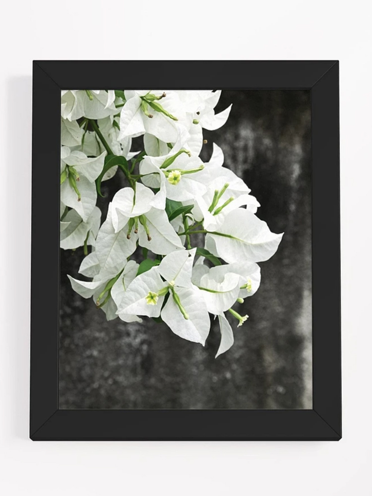 white flowers in front of black wall