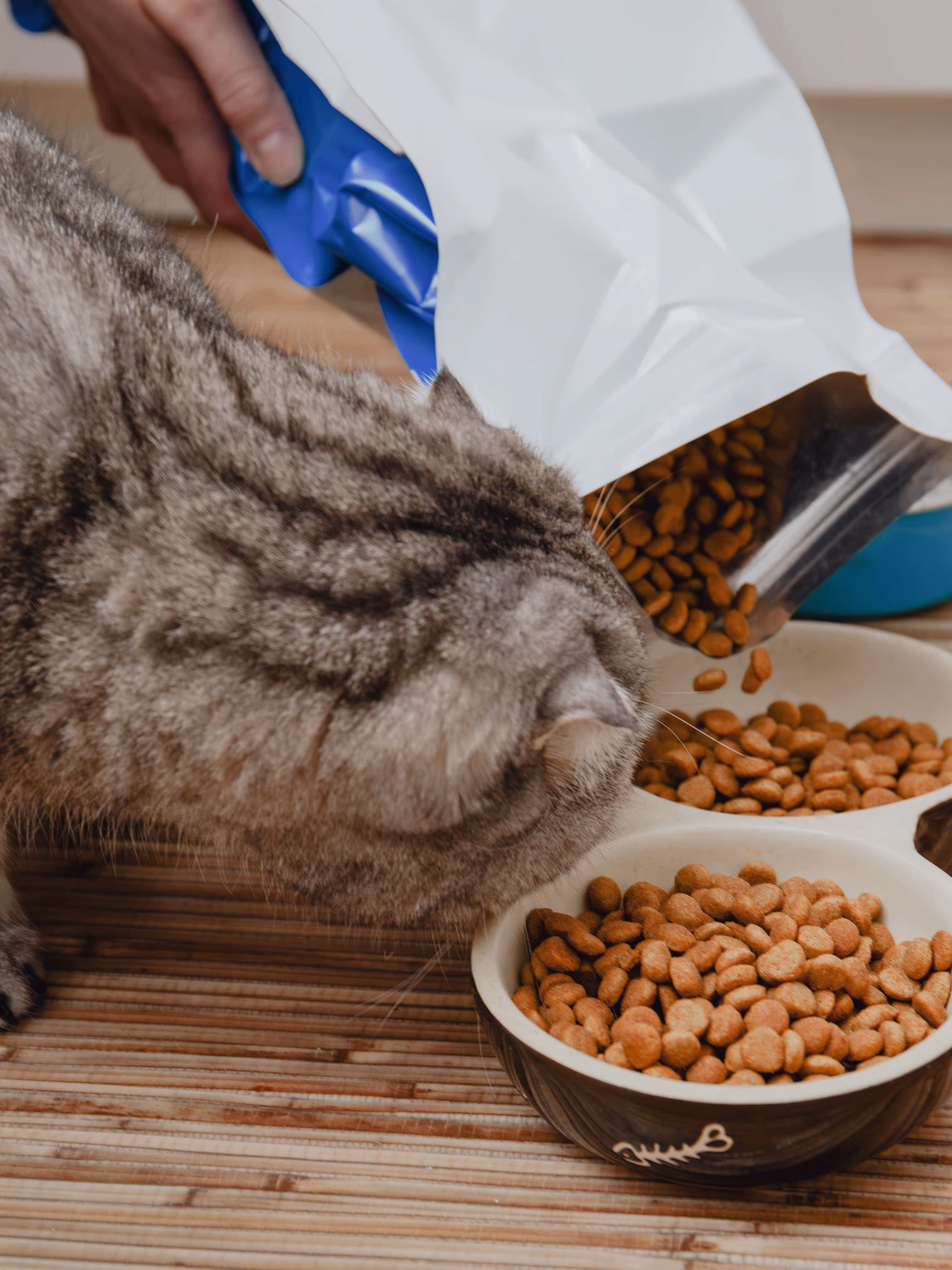 Un chat à rayures grises renifle un bol de nourriture pendant que quelqu'un verse de la nourriture sèche d'un sac dans le bol.