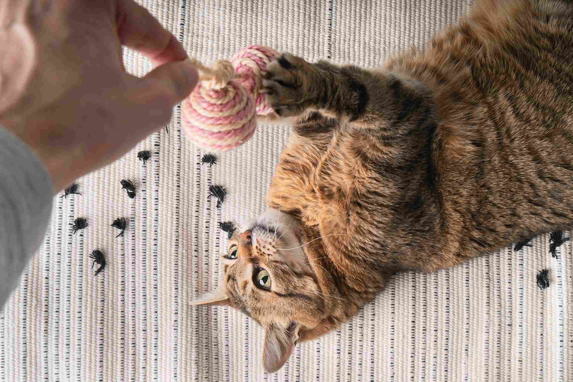 Un chat tigré est allongé sur un tapis à motifs et utilise sa patte pour attraper un jouet rose et blanc qui tient une main.