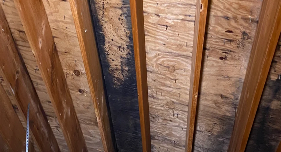Attic roof rafters and wood sheathing with dark staining during an attic cleaning and inspection.
