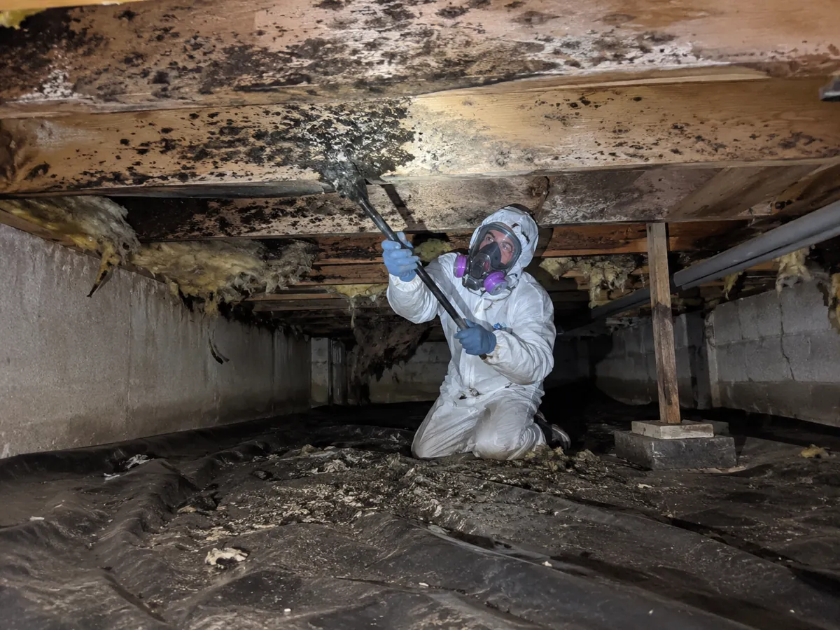 Technician in a protective suit and respirator removing black mold from crawl space floor joists during professional remediation