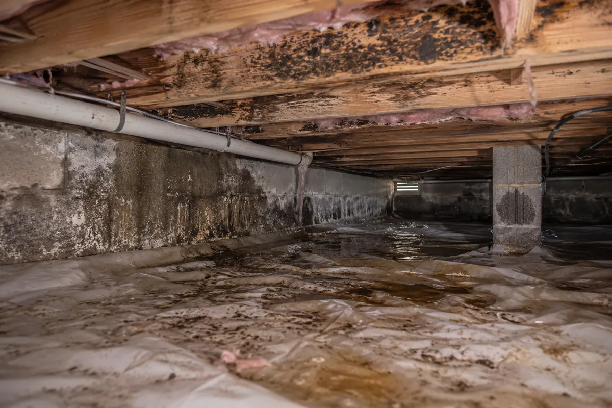 Damp crawl space with standing water on the vapor barrier and mold spreading across the floor joists from water intrusion