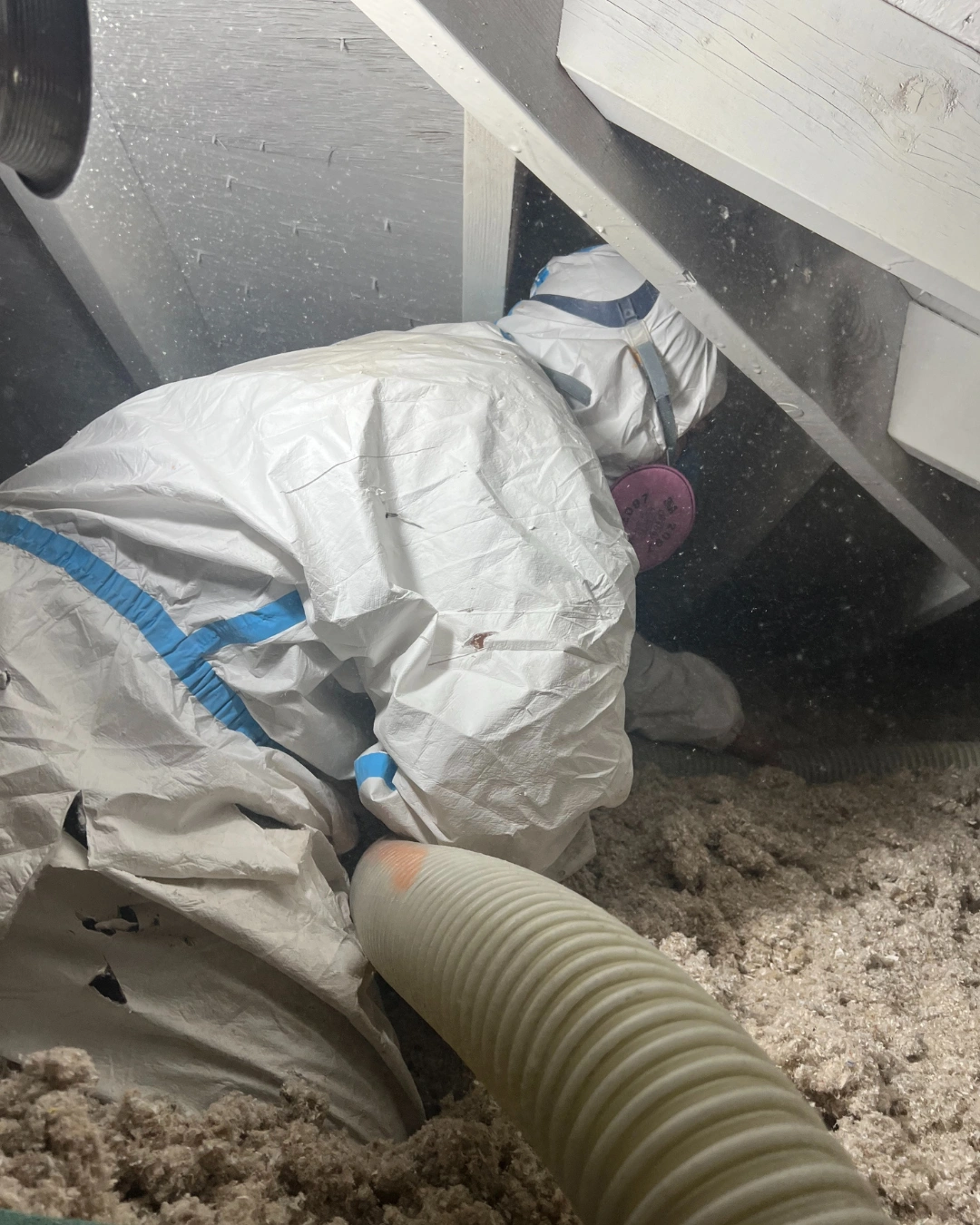 Green Attic technician in a protective suit and respirator vacuuming out old loose-fill insulation in a low-clearance attic space