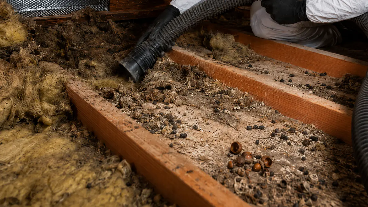 How to Get Rid of Rodents in the Attic [Ultimate Guide]
