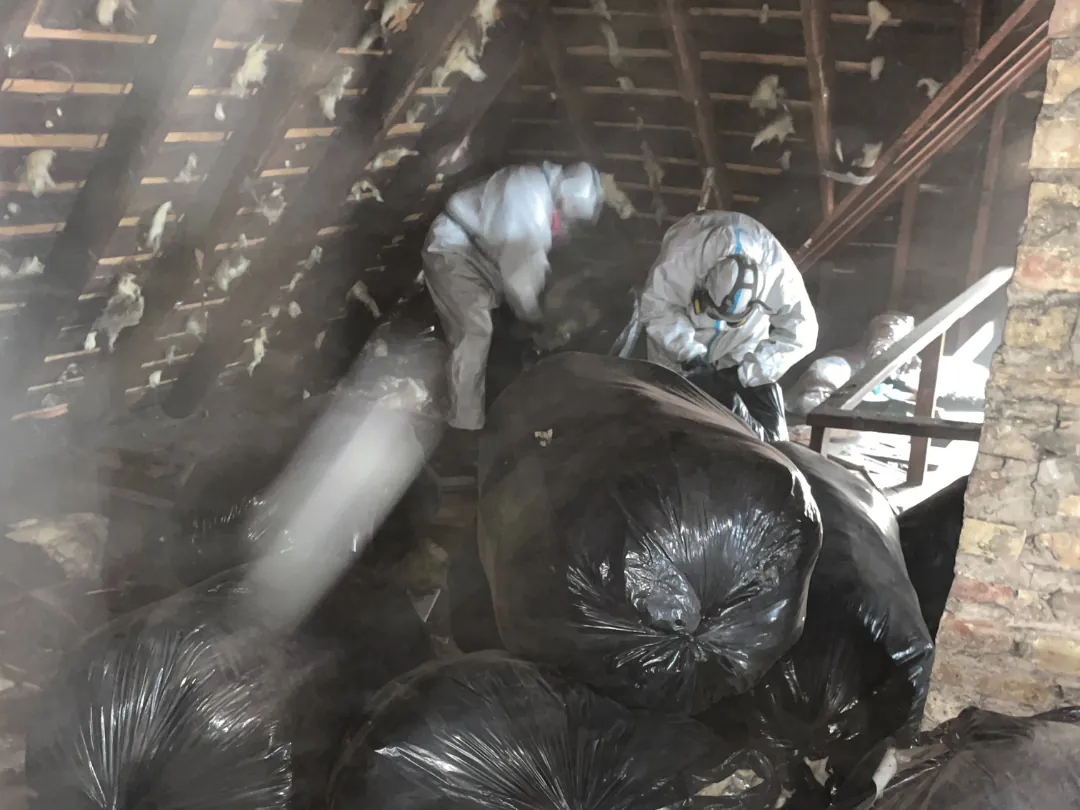 Two technicians in protective suits and respirators bagging contaminated insulation in a rodent-infested attic