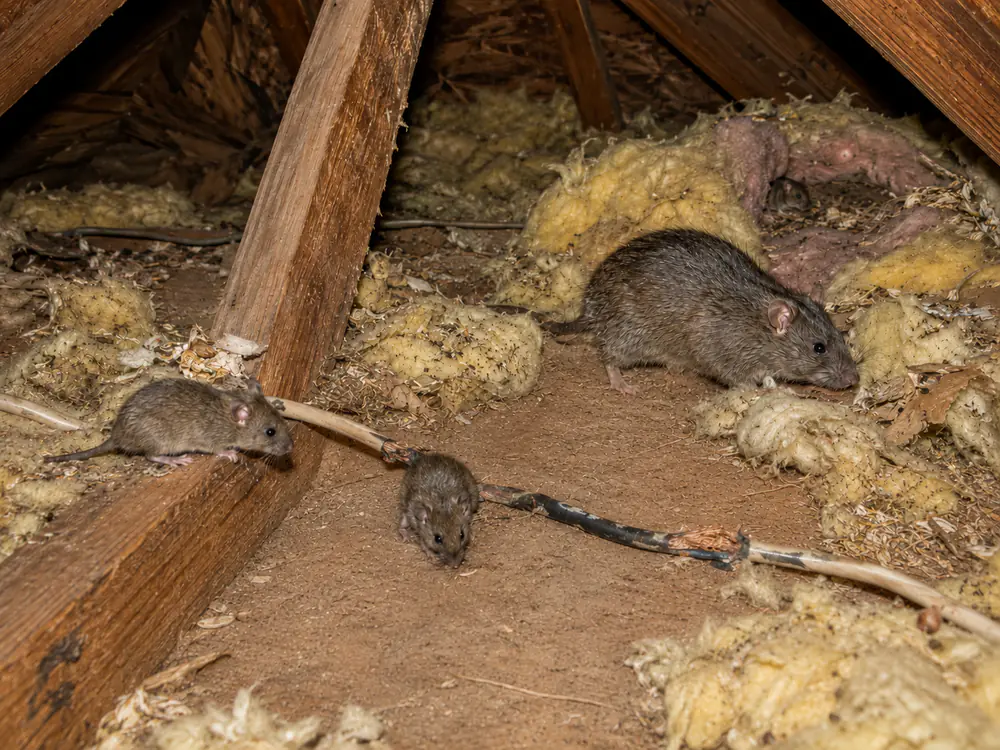 Rats in an attic among shredded insulation and droppings next to a chewed electrical cable with exposed wire