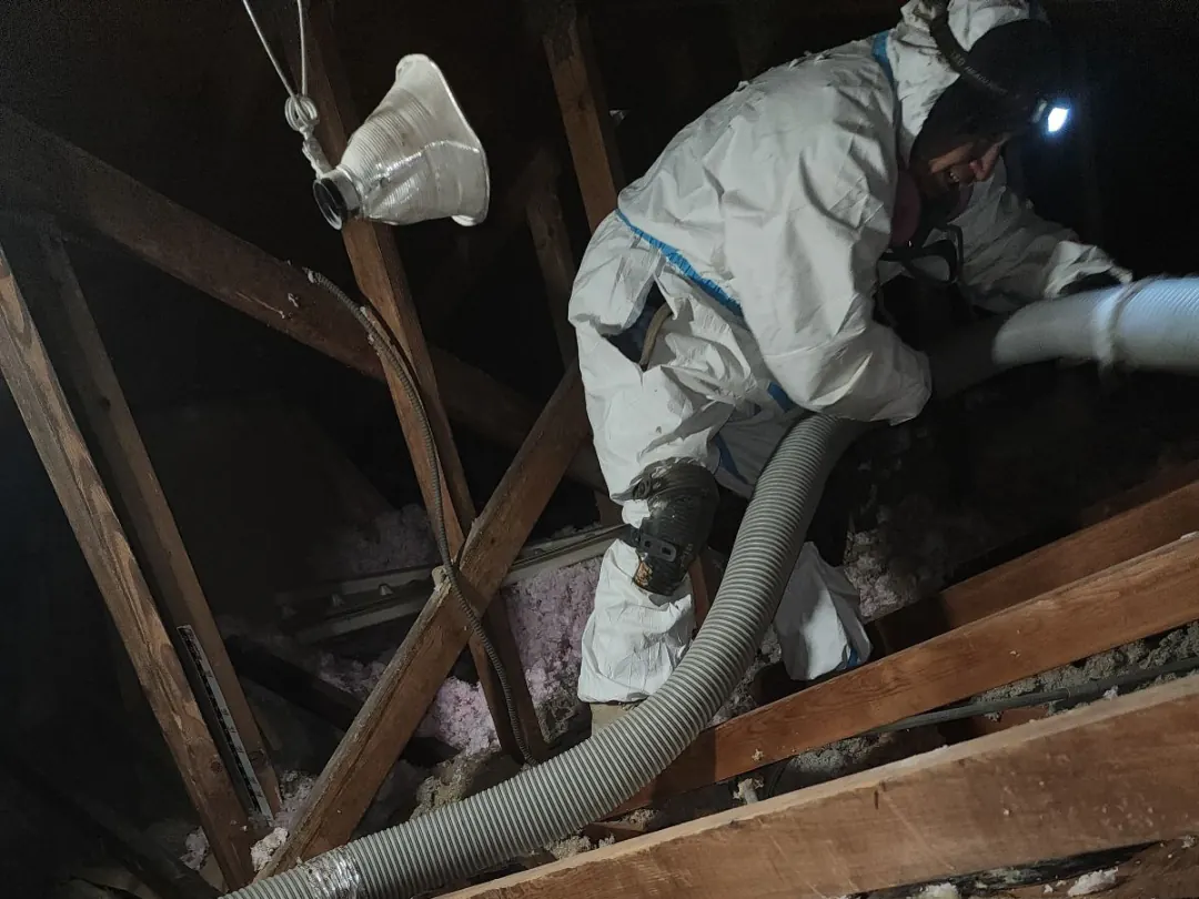Technician in a respirator and protective suit vacuuming rodent-nested fiberglass from attic joist bays