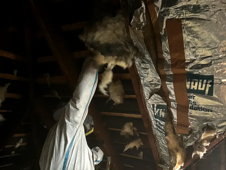 Worker in a protective suit pulling contaminated insulation out of an attic