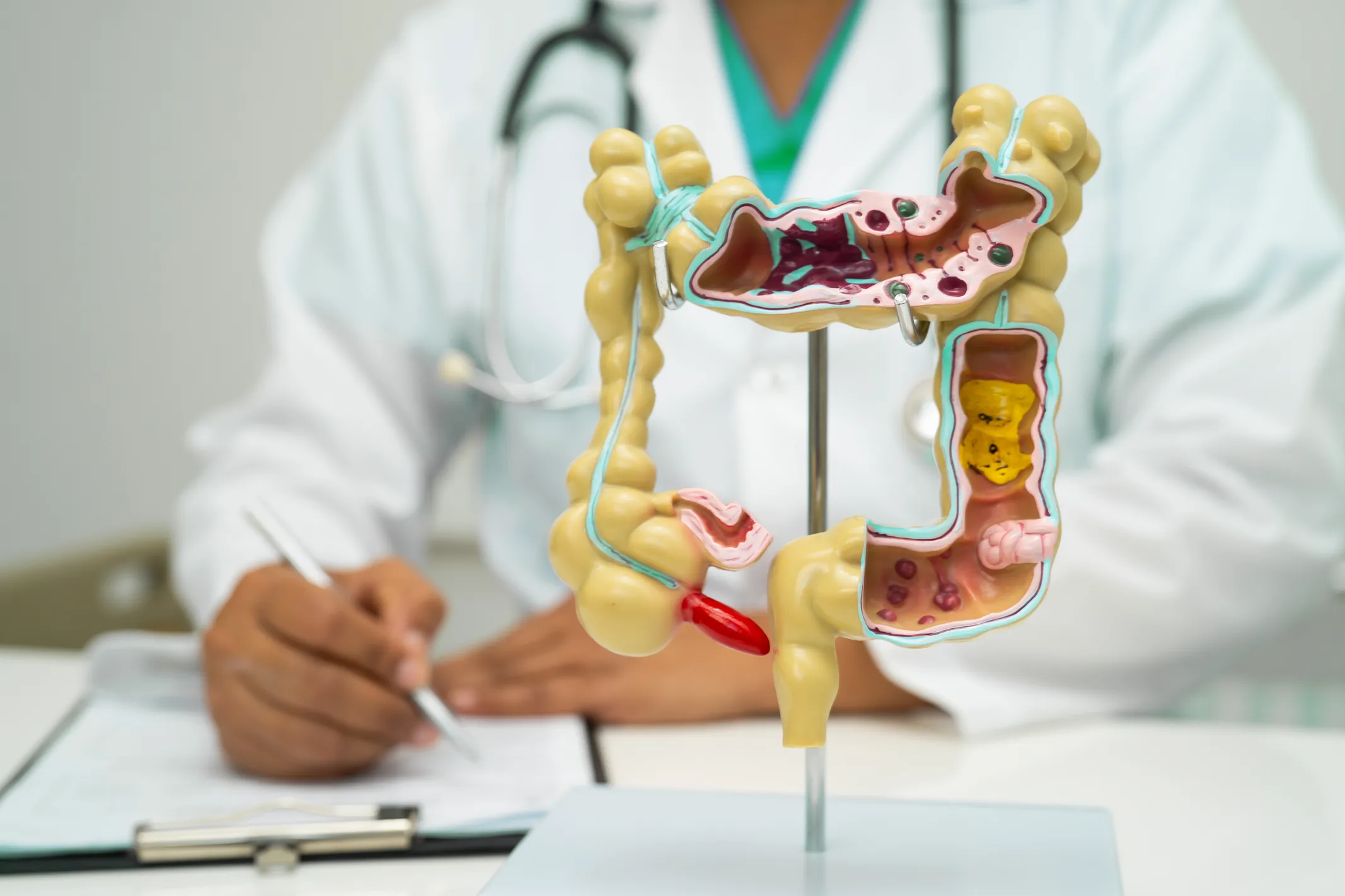 a mock-up of the digestive system