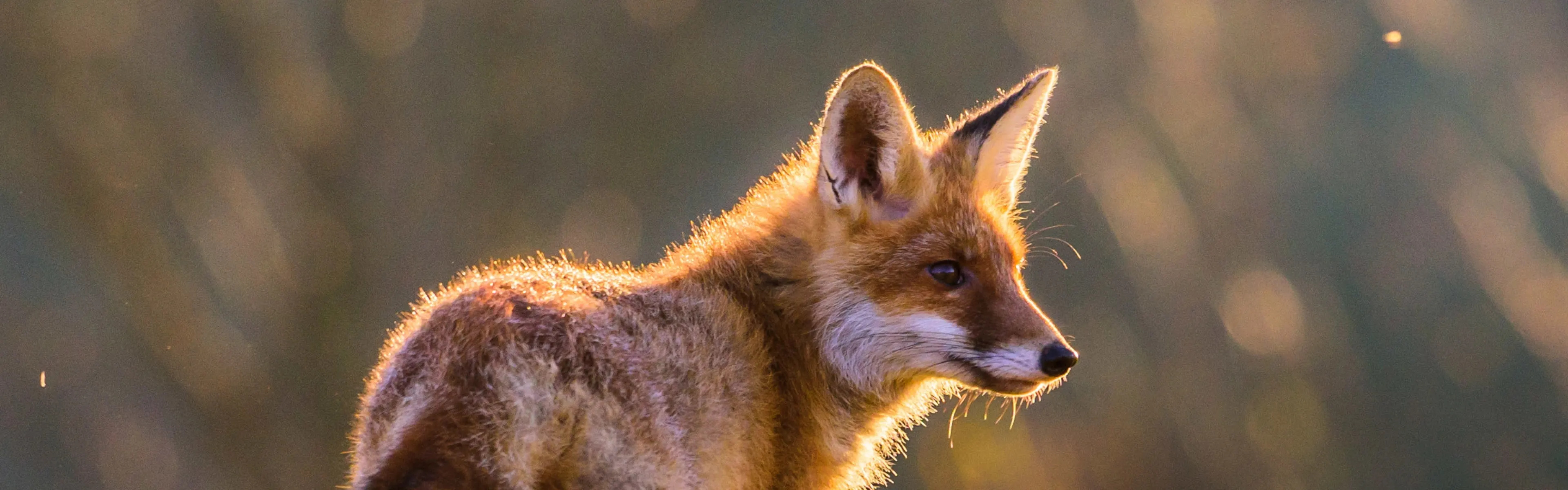 A fox in a field