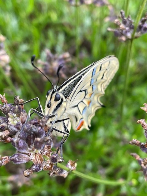Collectivités et entreprises des territoires : au-delà des fleurs, protégez les pollinisateurs