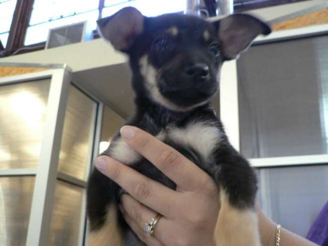 Squirt as a puppy, held up in both hands at the WestEast office, black and tan with oversized ears.