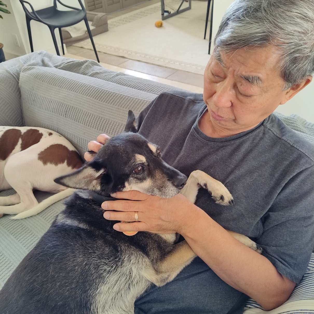 Chris Kimm on a couch holding an older Squirt against his chest, grey around the muzzle, with a second white and brown dog lying behind them.