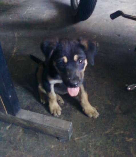 Squirt as a four-pound puppy sitting on a garage floor with her tongue out, next to a bicycle wheel.
