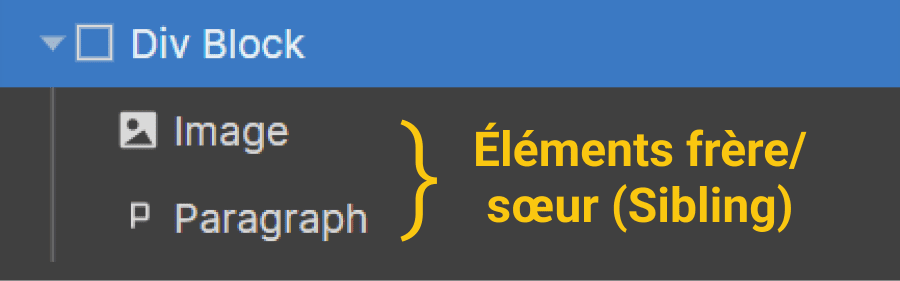 éléments frère/sœur (sibling) dans la hiérarchie Webflow