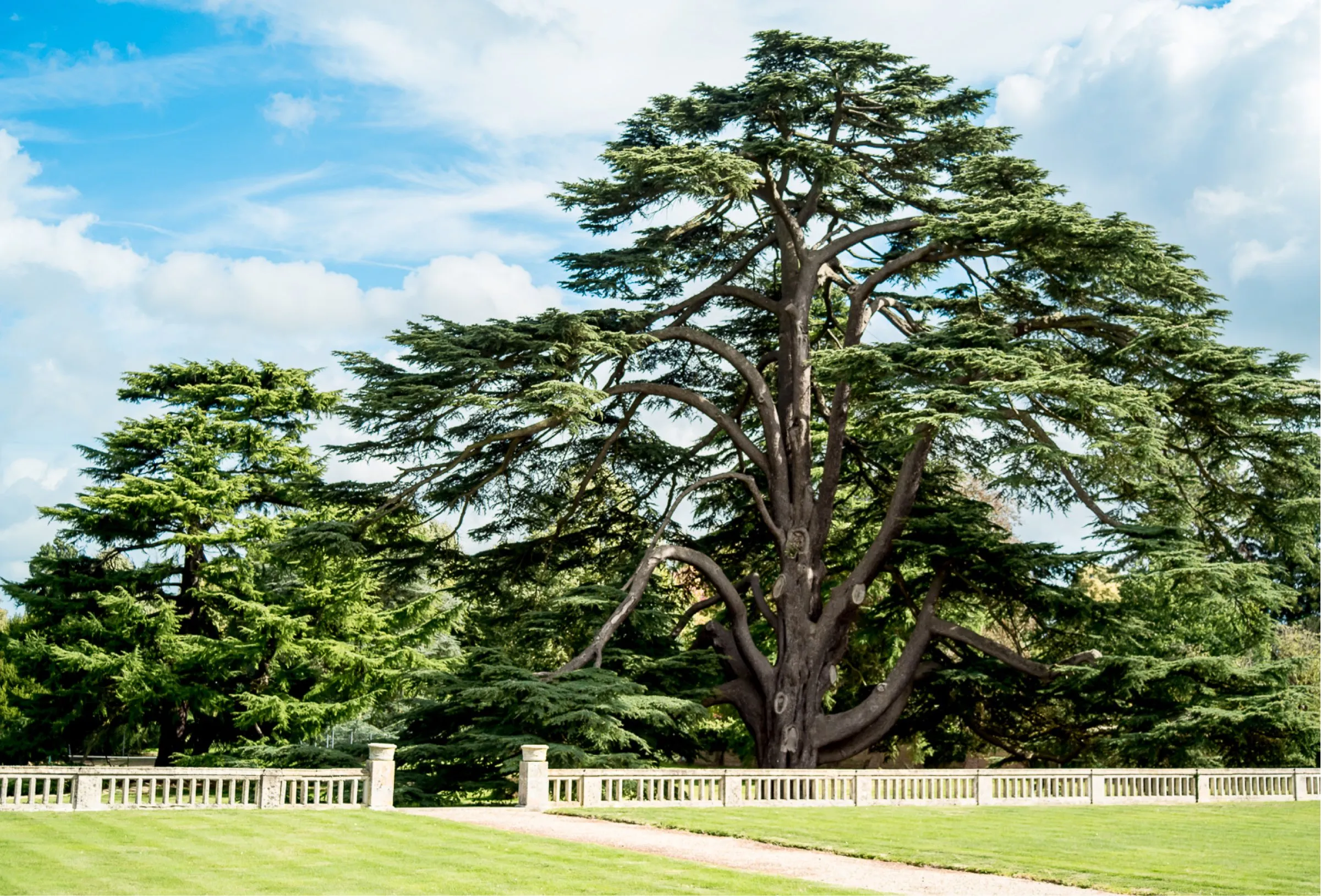 A magnificent 400-year-old cedar tree stands tall in the stunning garden of North Mymms Park