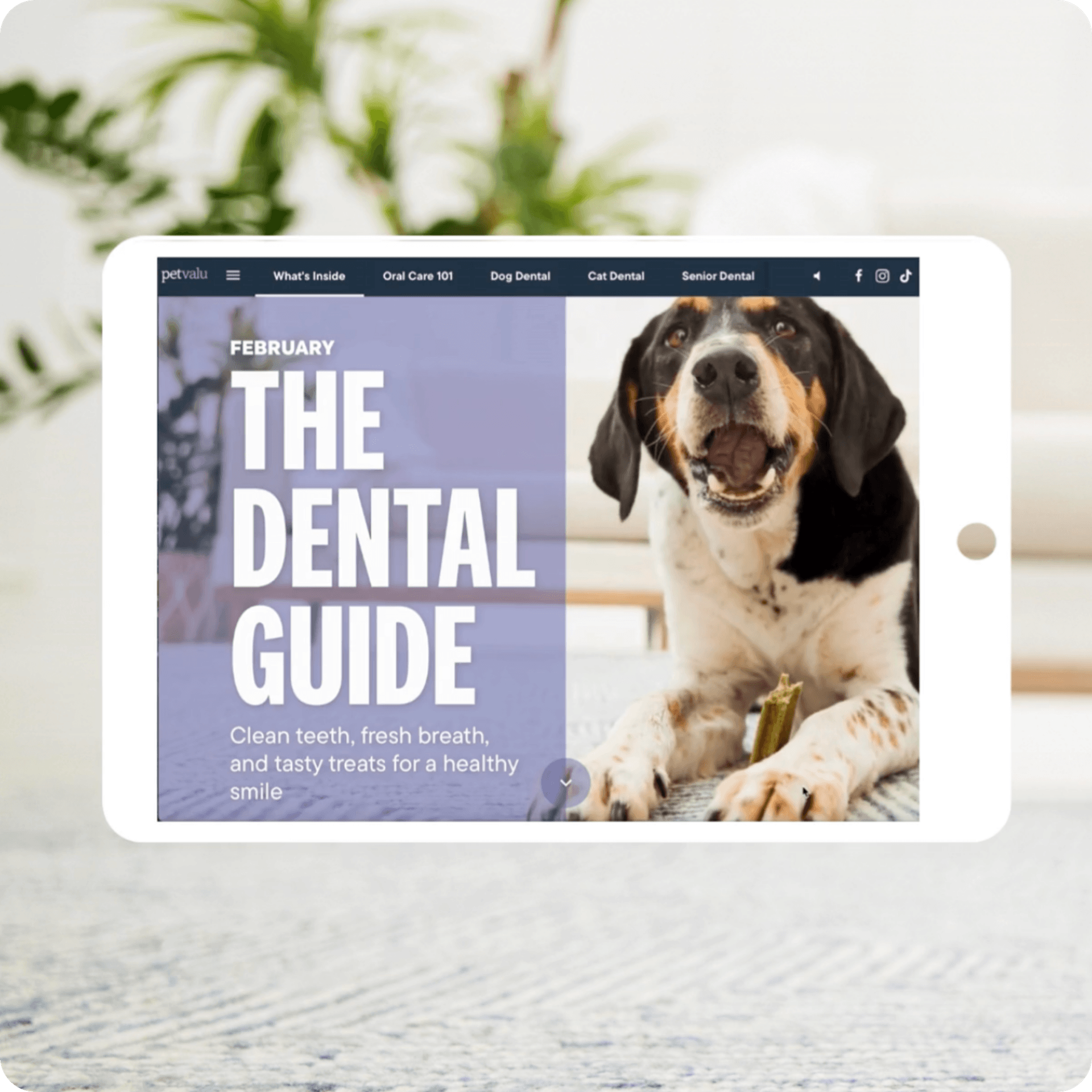 Conception numérique Petvalu 