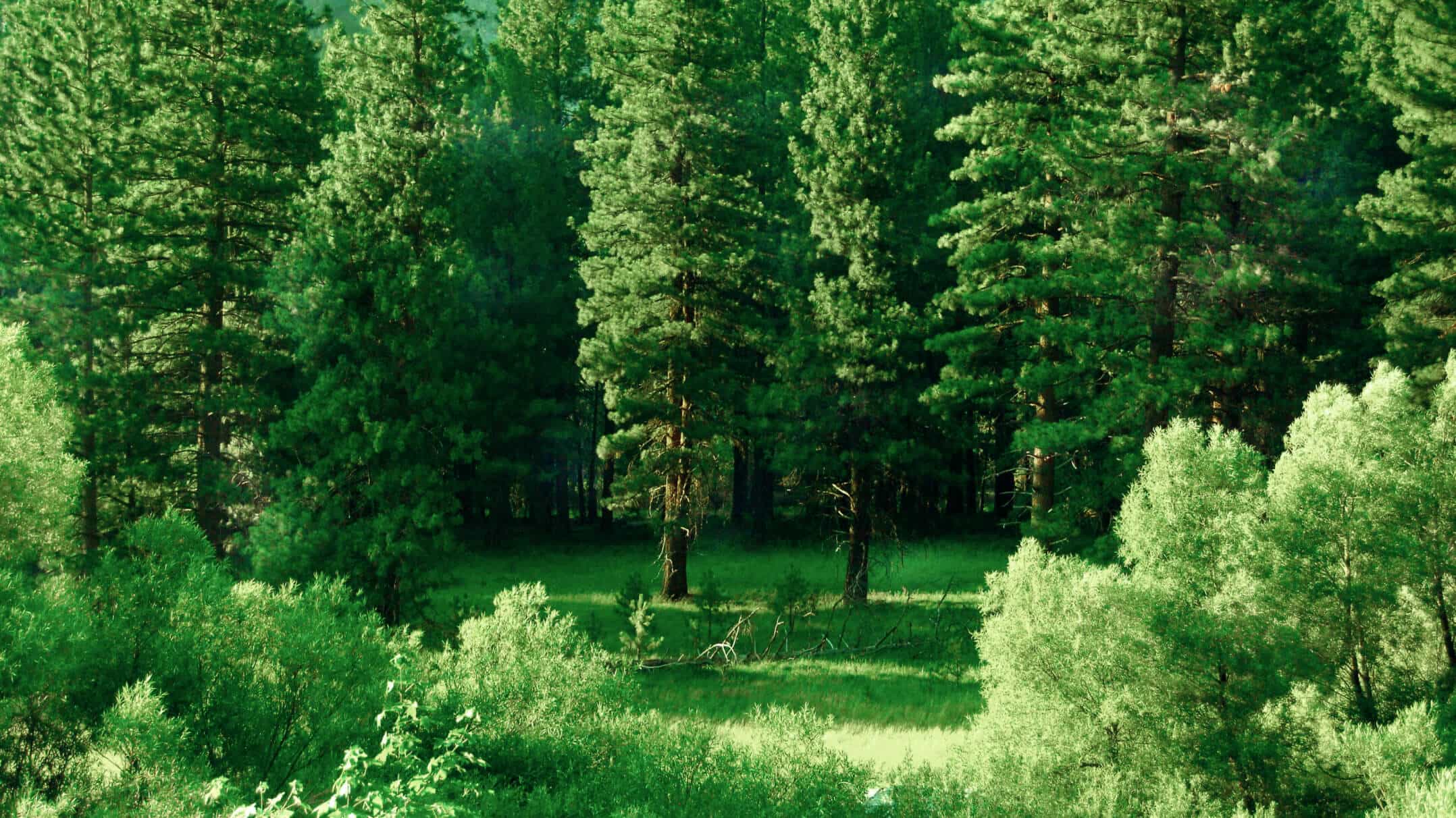 About - Donate X Webflow Template